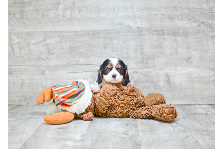 Friendly Cavalier King Charles Spaniel Baby