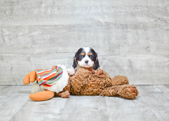 Friendly Cavalier King Charles Spaniel Baby