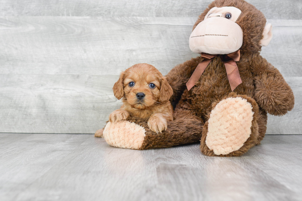 Cockapoo Pup Being Cute