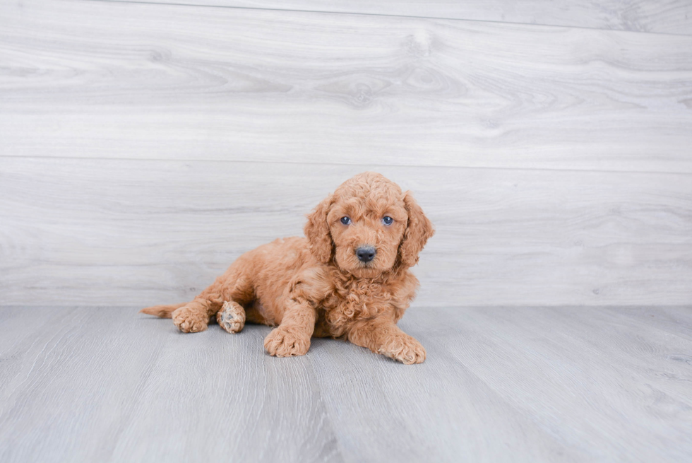 Best Mini Goldendoodle Baby