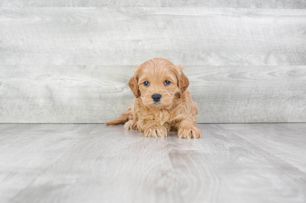 Little Cockerpoo Poodle Mix Puppy