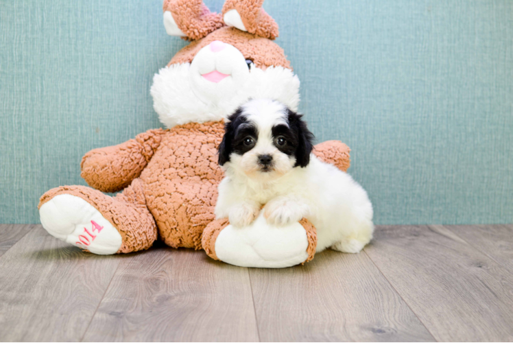 Friendly Teddy Bear Baby