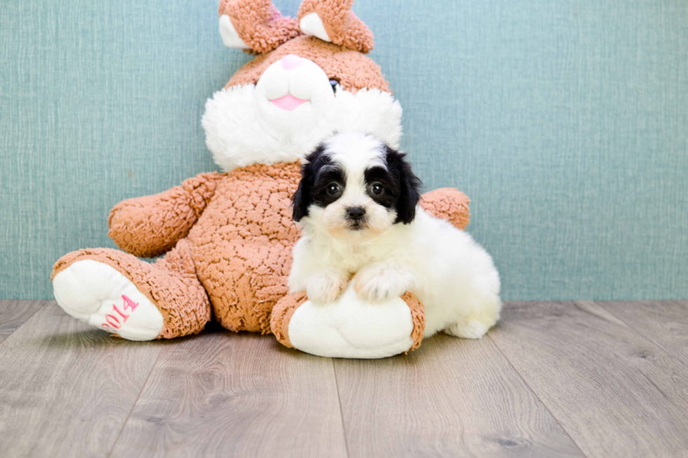 Friendly Teddy Bear Baby