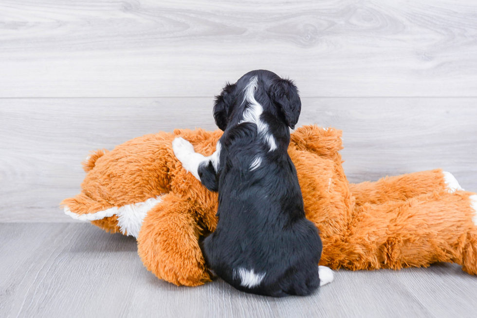 Cavalier King Charles Spaniel Pup Being Cute