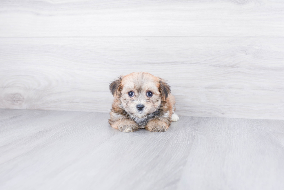 Best Shorkie Baby