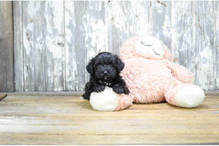 Playful Yorkie Designer Puppy