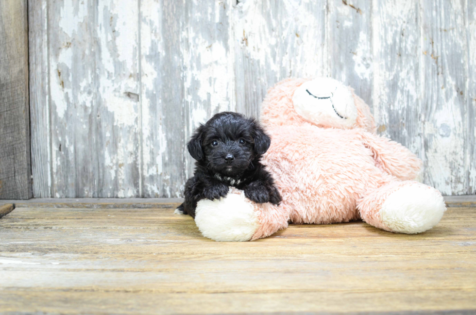 Playful Yorkie Designer Puppy