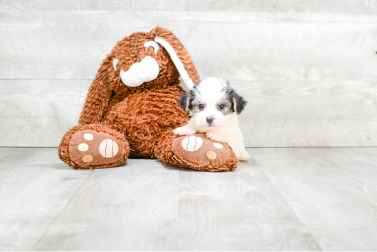 Morkie Puppy for Adoption