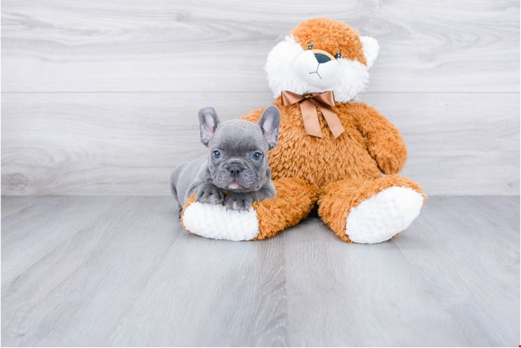 French Bulldog Puppy for Adoption