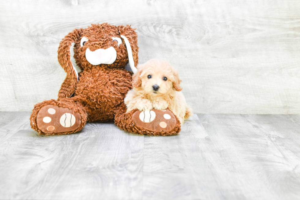 Playful Maltese Poodle Poodle Mix Puppy