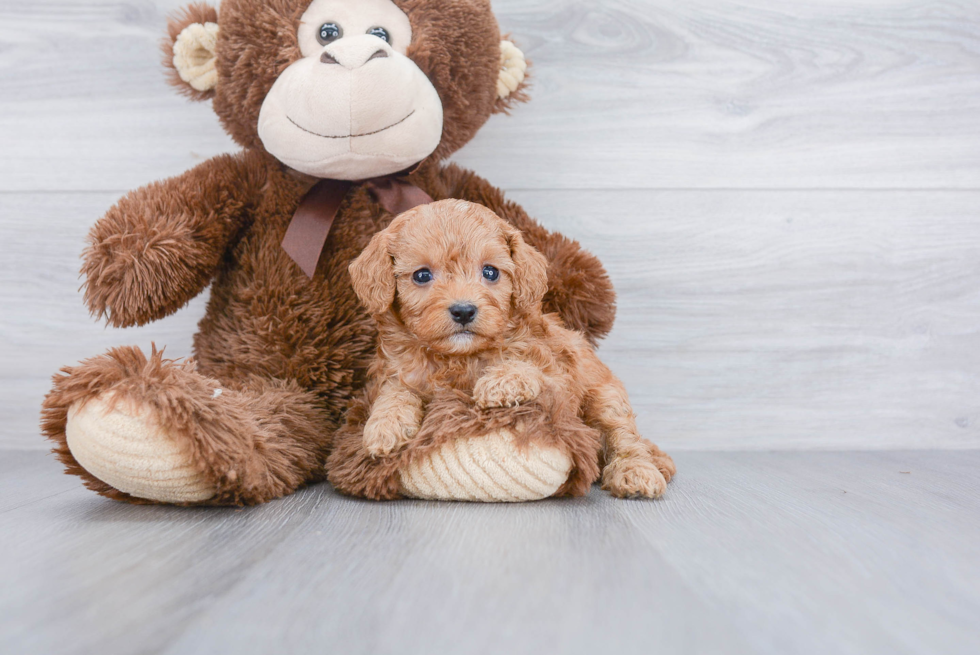 Best Cavapoo Baby