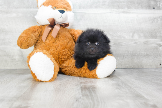 Pomeranian Puppy for Adoption