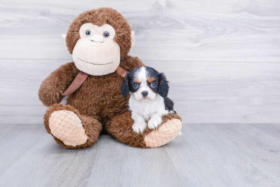 Playful Cavalier King Charles Spaniel Baby