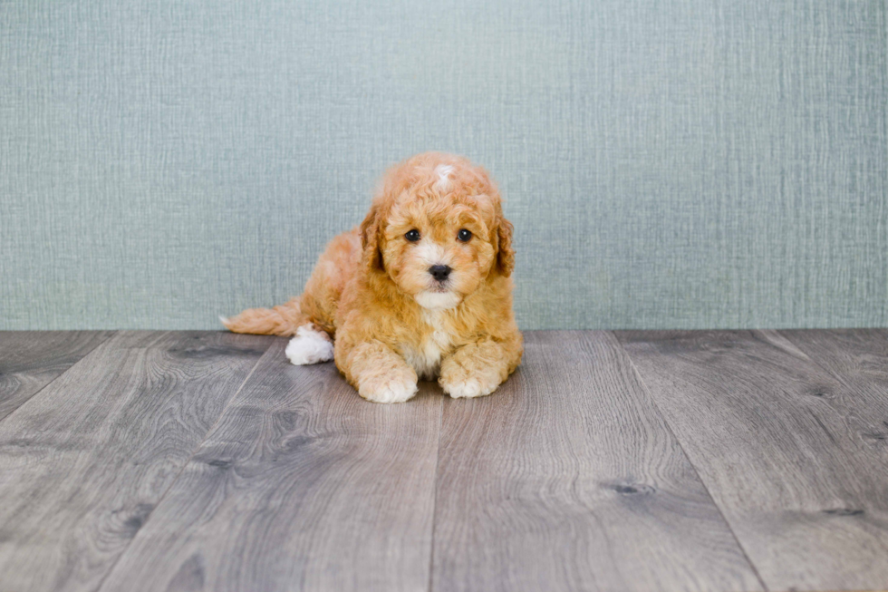 Cavapoo Puppy for Adoption