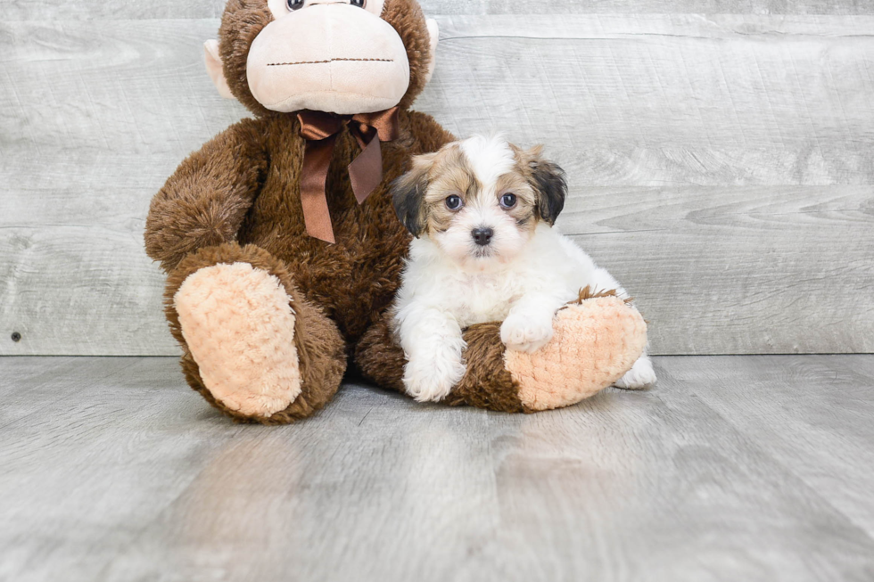 Adorable Shichon Designer Puppy