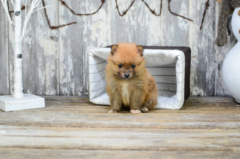 Happy Pomeranian Purebred Puppy