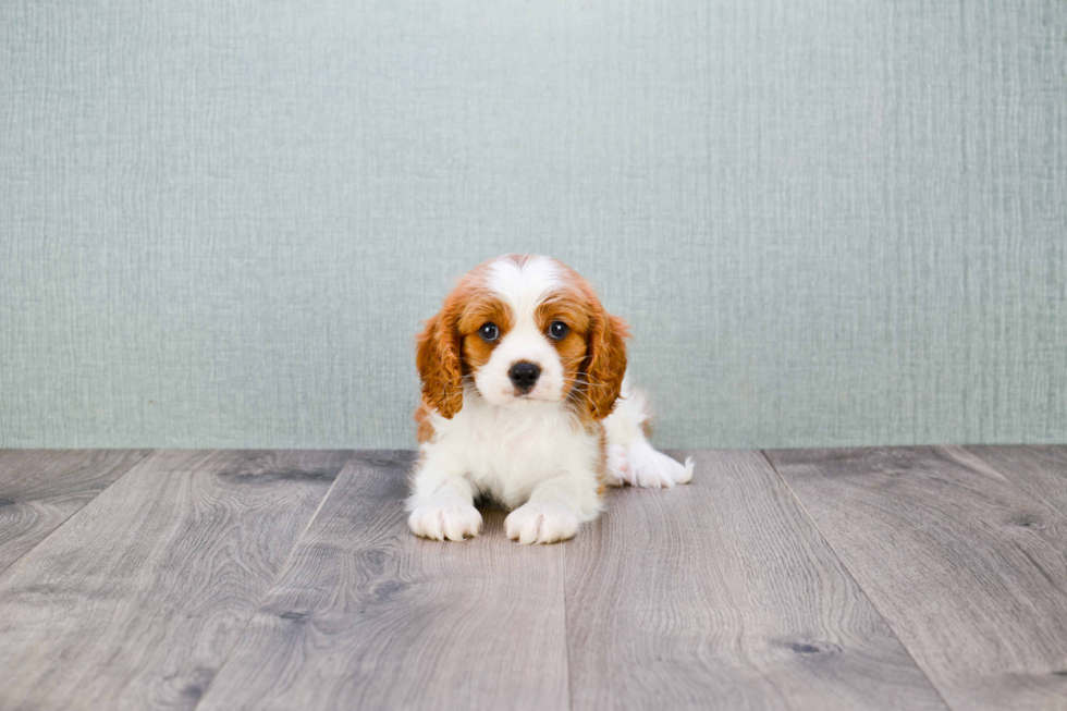 Best Cavalier King Charles Spaniel Baby