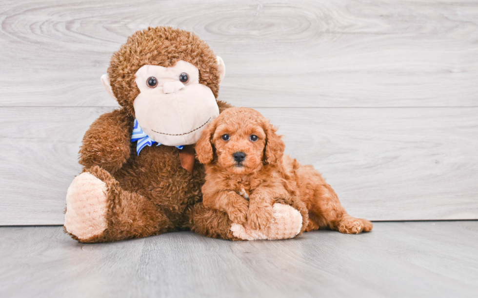 Adorable Golden Retriever Poodle Mix Puppy