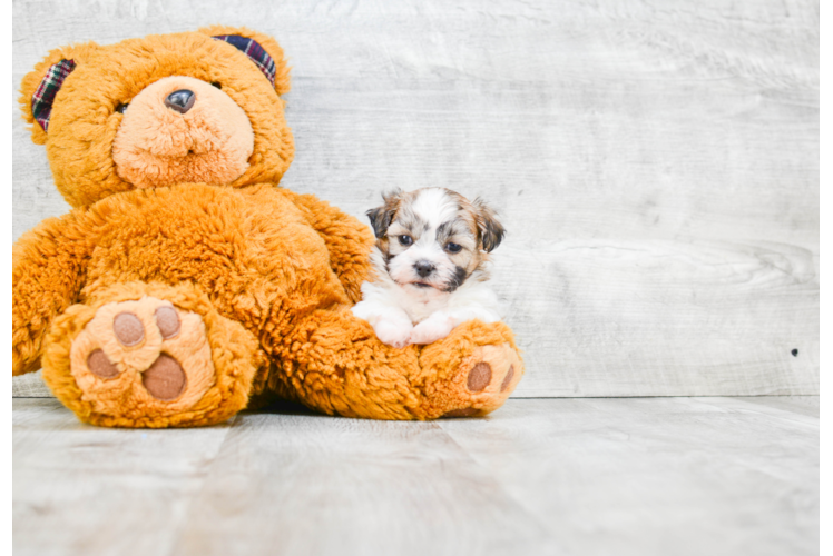 Teddy Bear Puppy for Adoption