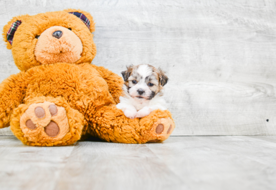 Teddy Bear Puppy for Adoption