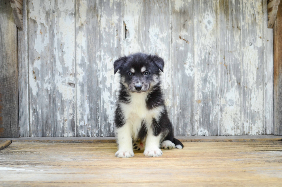 Best Pomsky Baby