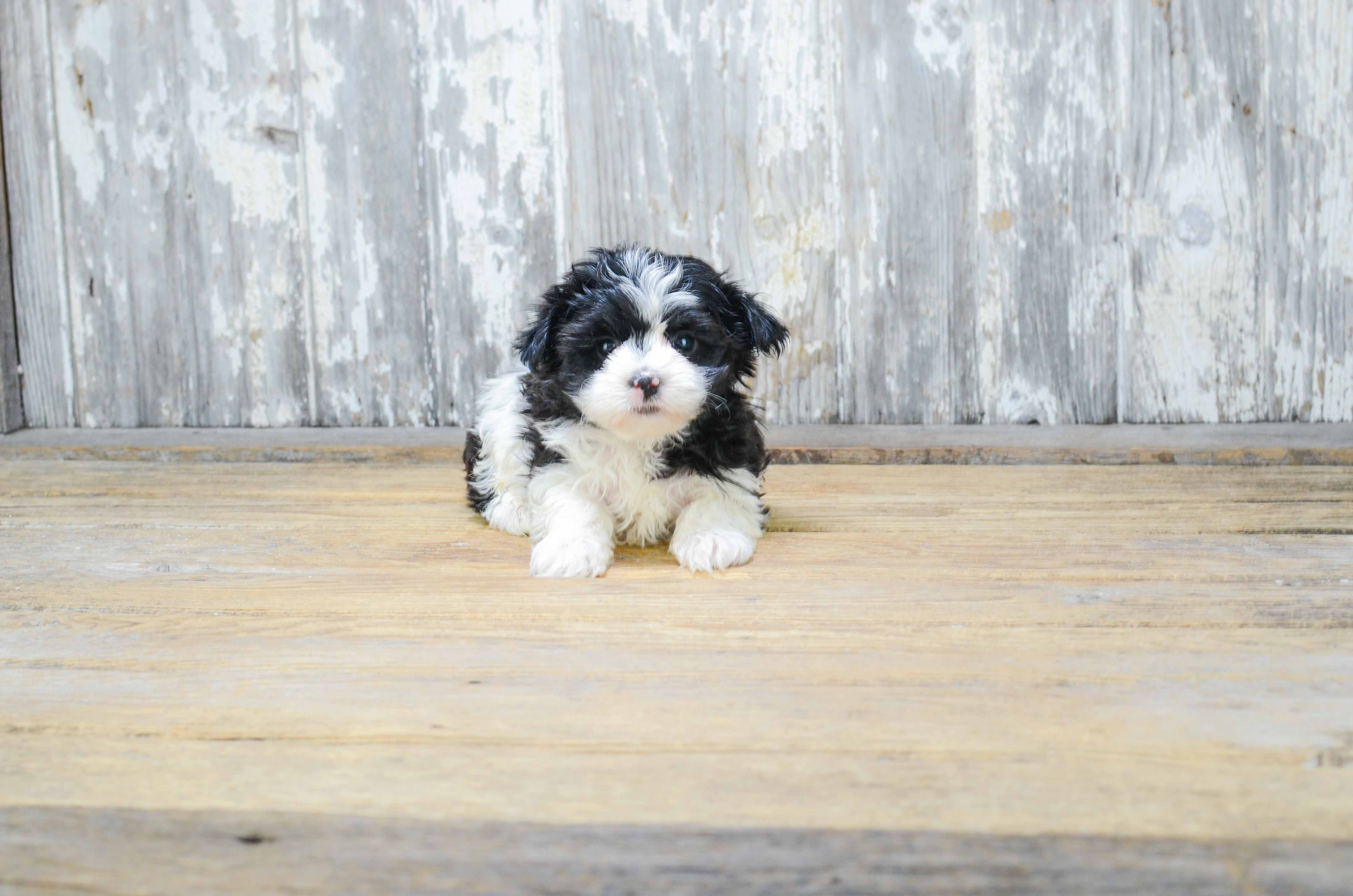 Morkie Puppy for Adoption