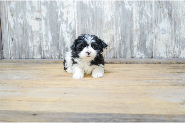 Morkie Puppy for Adoption