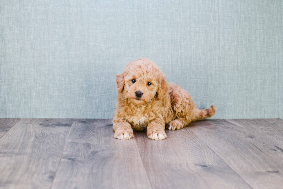 Mini Goldendoodle Puppy for Adoption