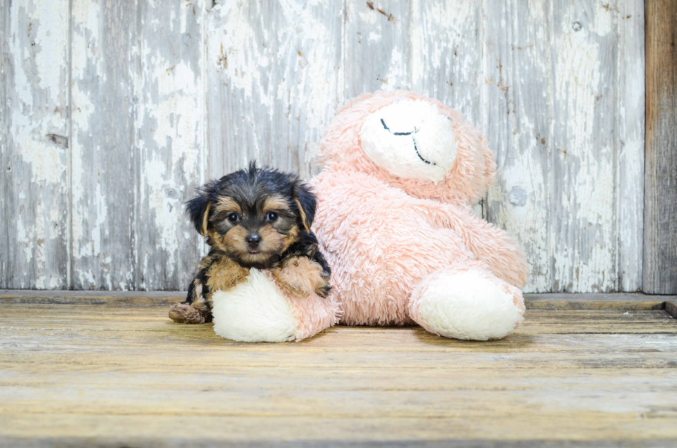 Best Morkie Baby