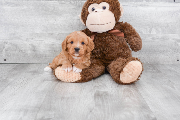 Mini Goldendoodle Pup Being Cute