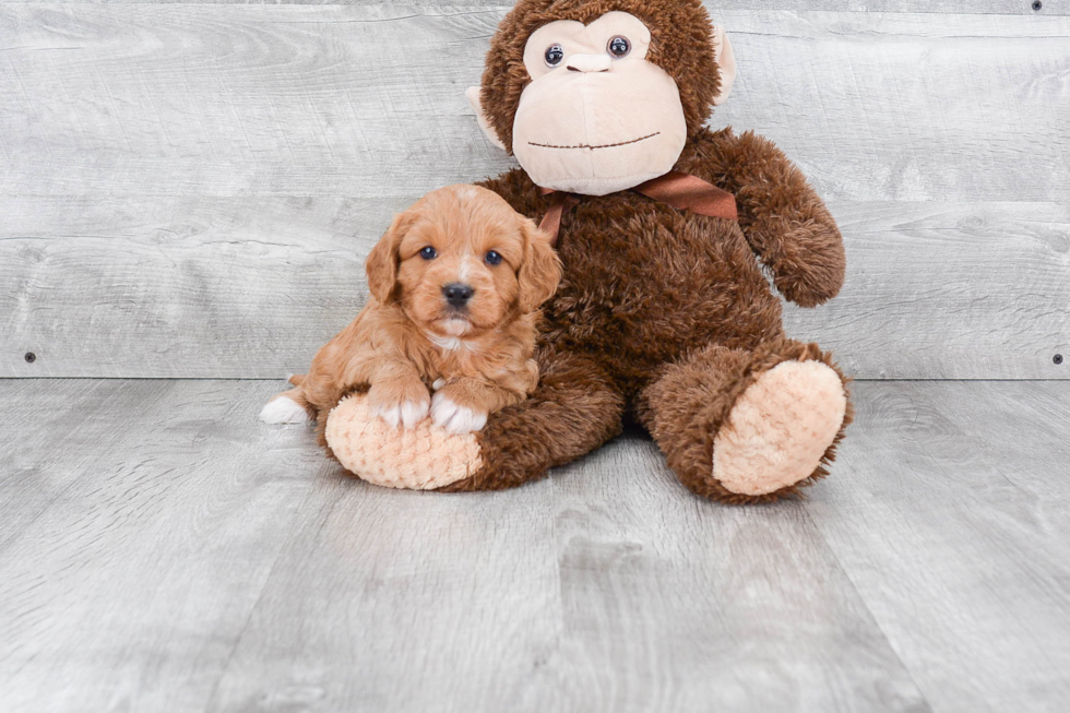 Mini Goldendoodle Pup Being Cute