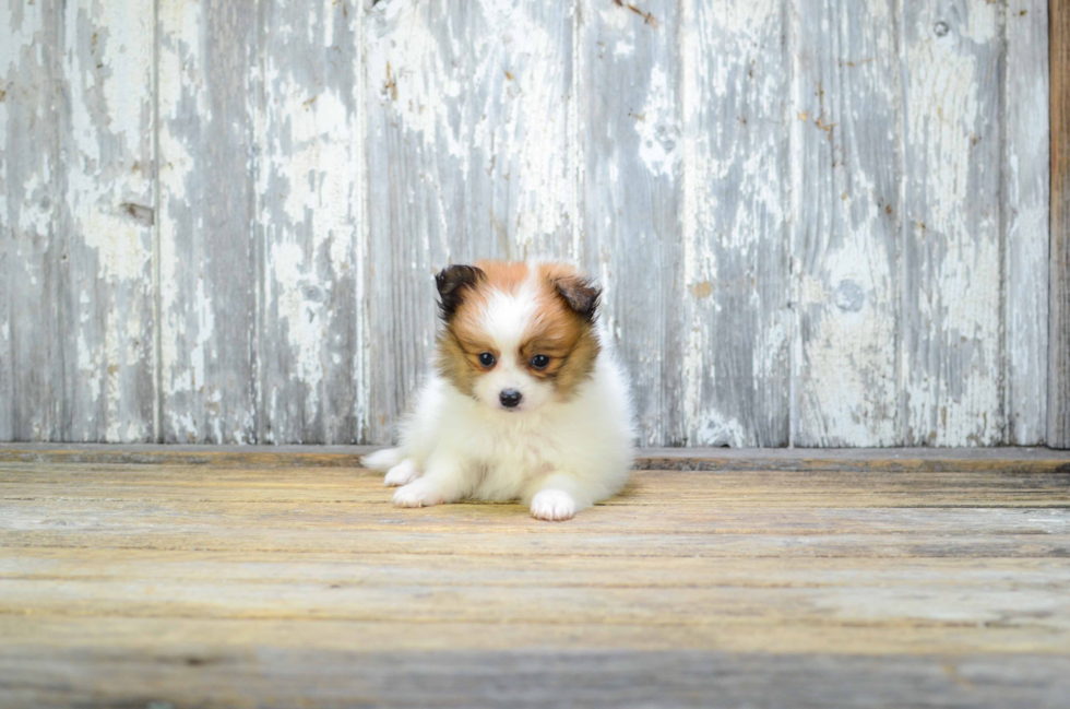 Pomeranian Pup Being Cute