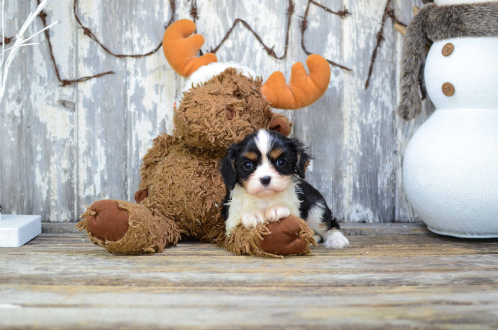 Cavalier King Charles Spaniel Puppy for Adoption