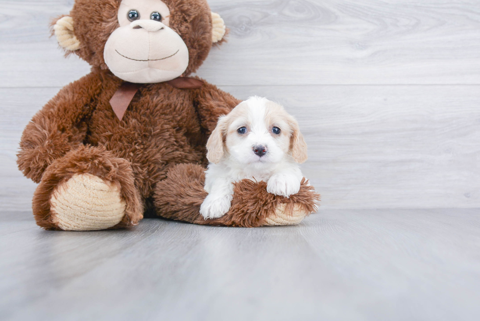 Cavachon Puppy for Adoption