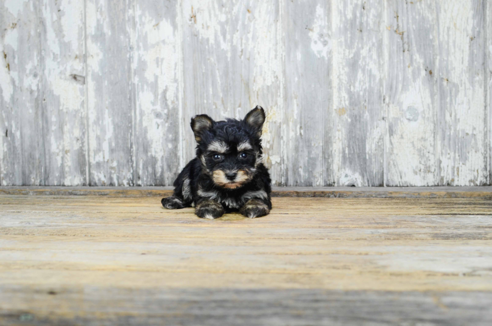 Playful Yorkie Designer Puppy