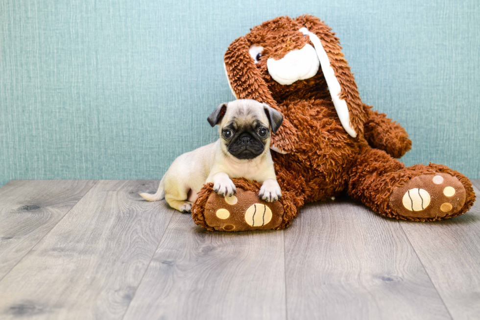 Akc Registered Pug Baby