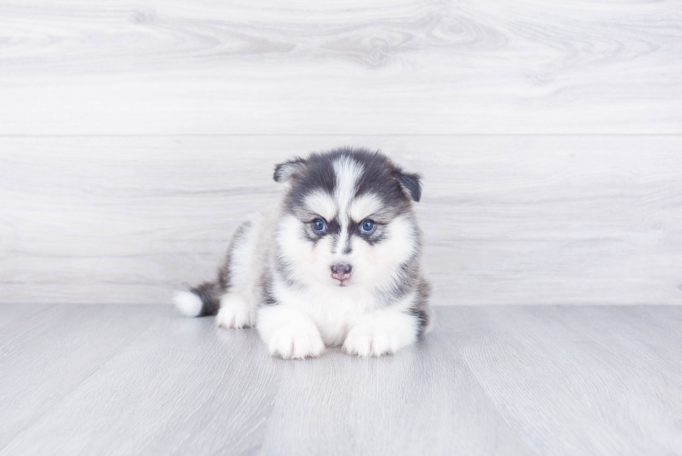 Popular Pomsky Designer Pup