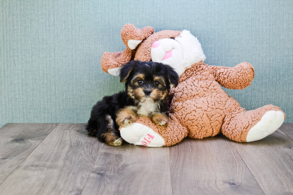 Small Morkie Baby