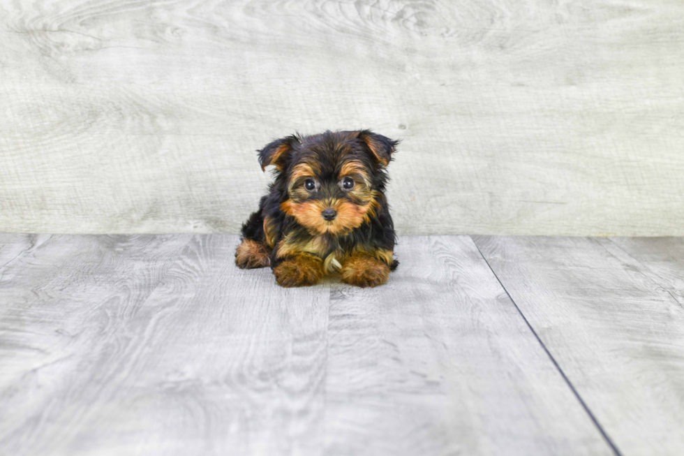 Meet Heidi - our Yorkshire Terrier Puppy Photo 