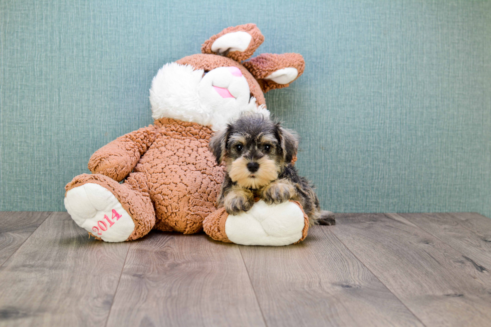 Cute Mini Schnauzer Mix Puppy