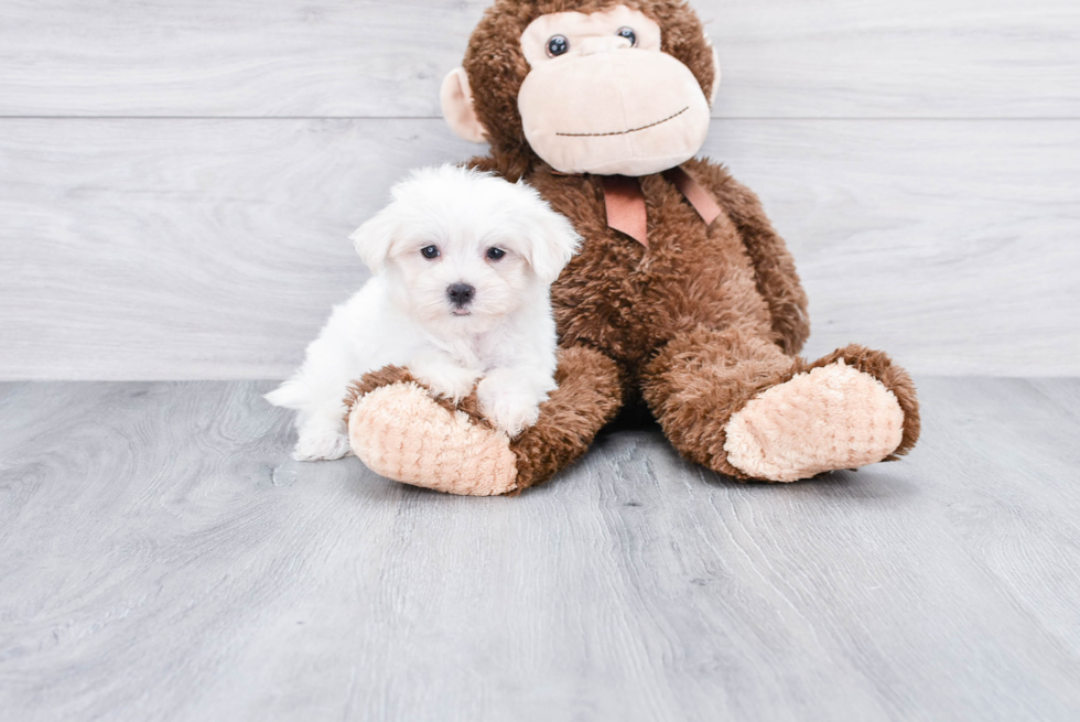 Best Maltese Baby