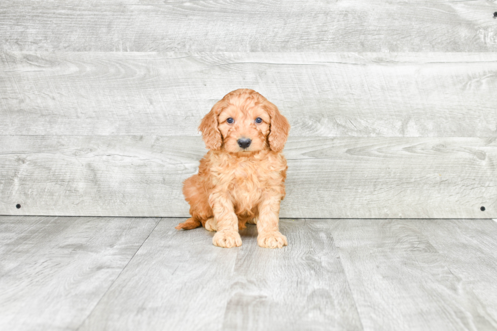 Mini Goldendoodle Pup Being Cute