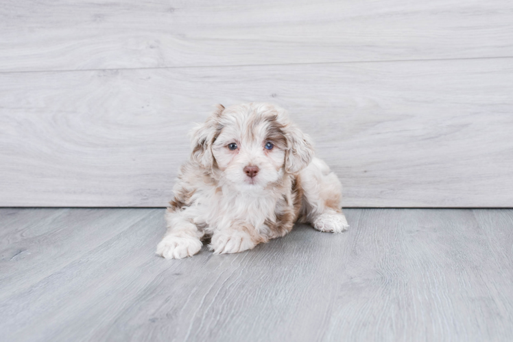 Adorable Aussiepoo Poodle Mix Puppy