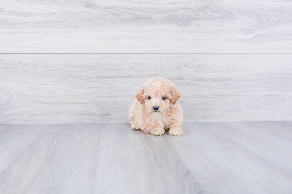 Fluffy Maltipoo Poodle Mix Pup