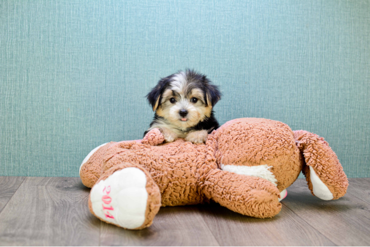 Morkie Pup Being Cute