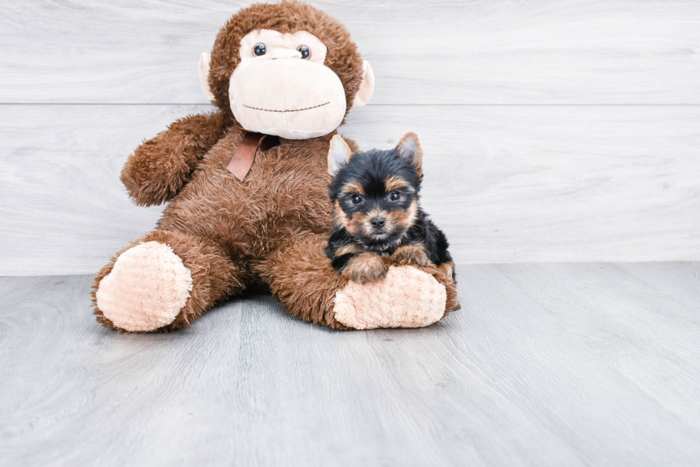 Meet Twinkle - our Yorkshire Terrier Puppy Photo 