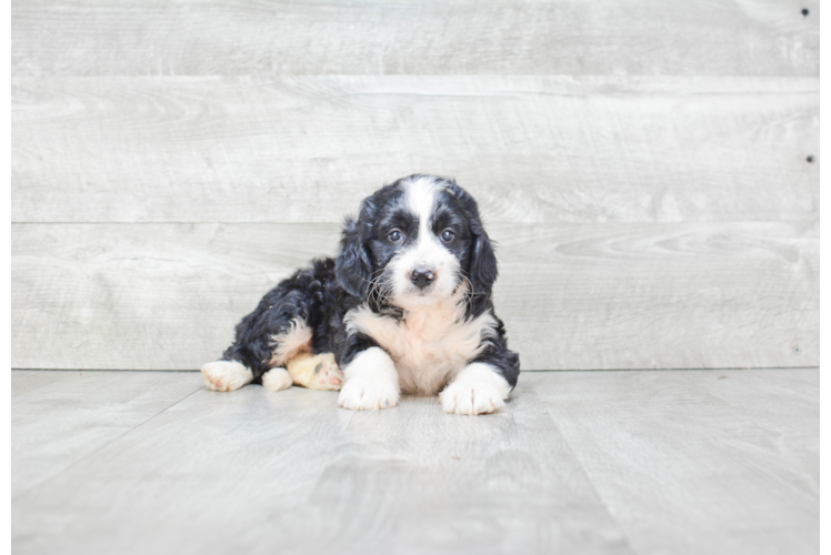 Smart Mini Bernedoodle Poodle Mix Pup