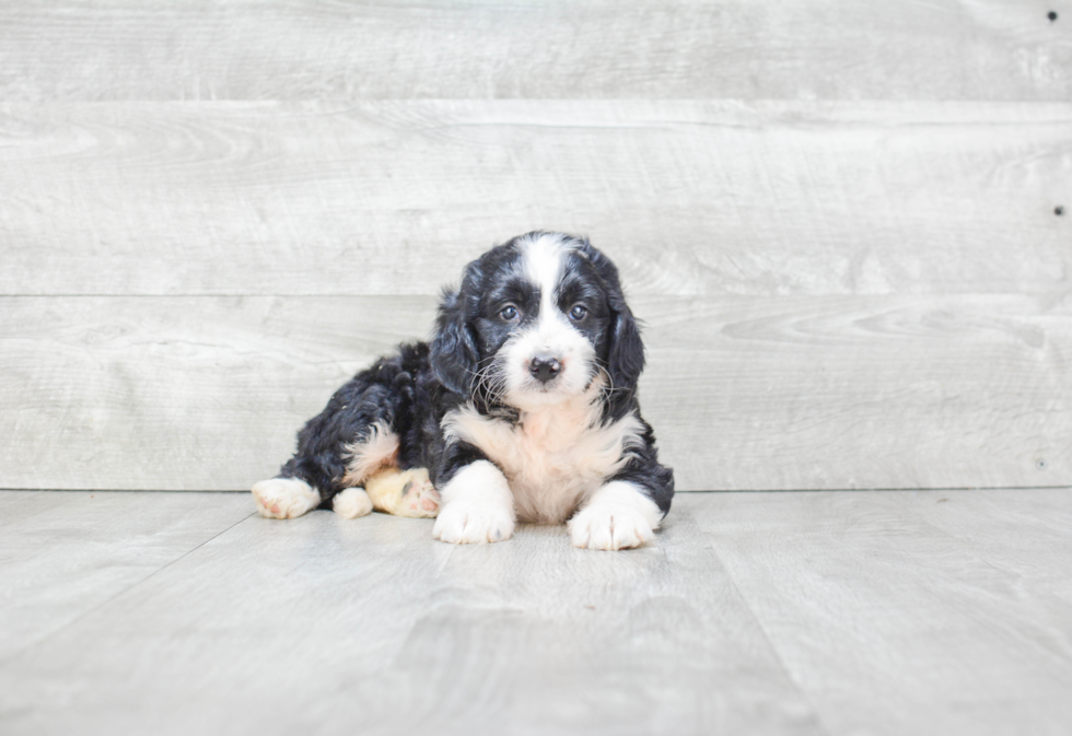 Smart Mini Bernedoodle Poodle Mix Pup