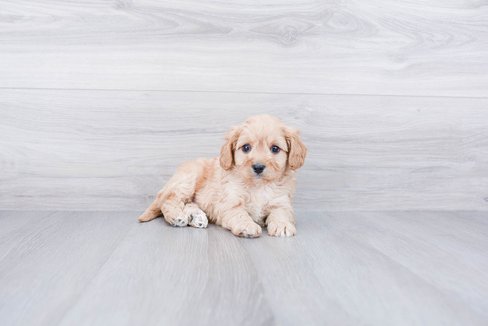 Funny Cavapoo Poodle Mix Pup