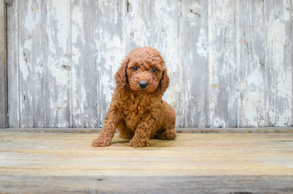 Mini Goldendoodle Pup Being Cute